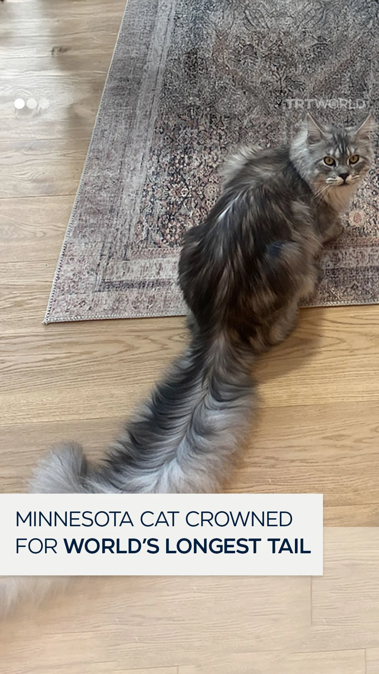 Minnesota cat crowned for world’s longest tail
